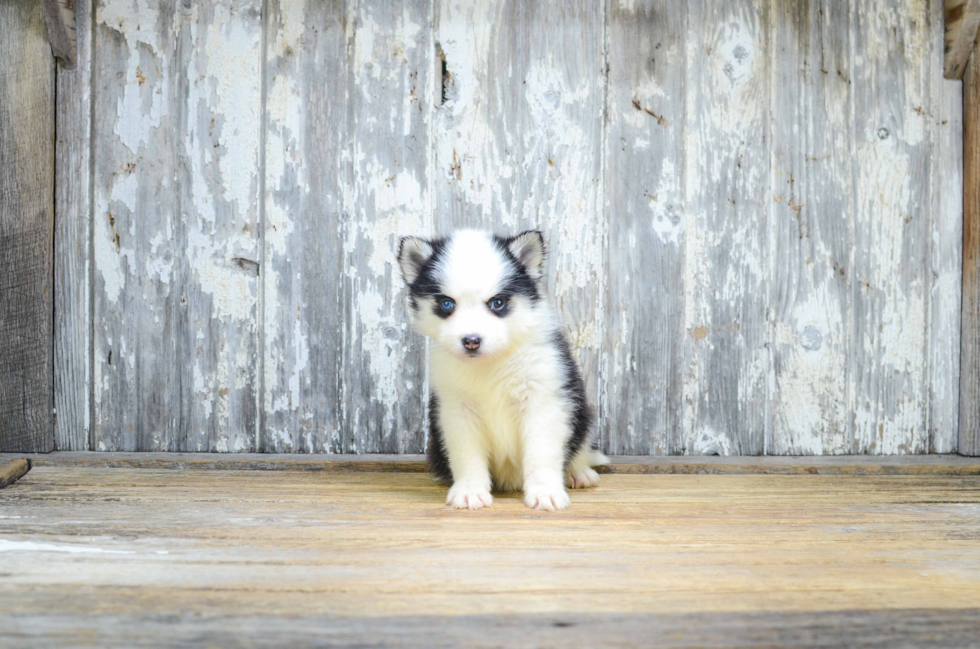 Sweet Pomsky Baby