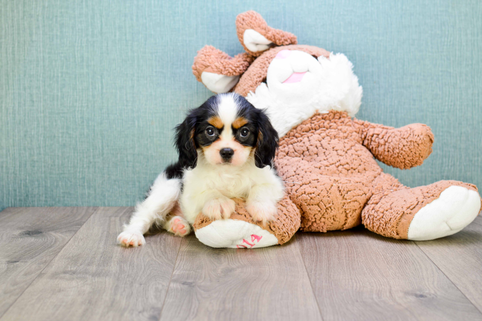 Small Cavalier King Charles Spaniel Purebred Pup