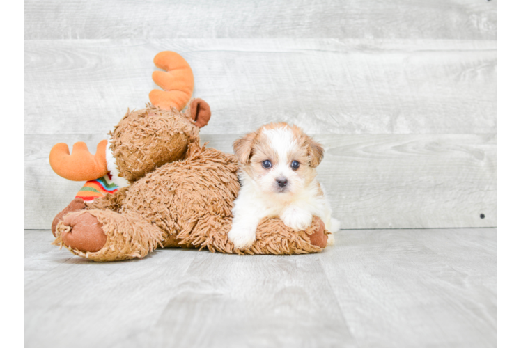 Morkie Pup Being Cute