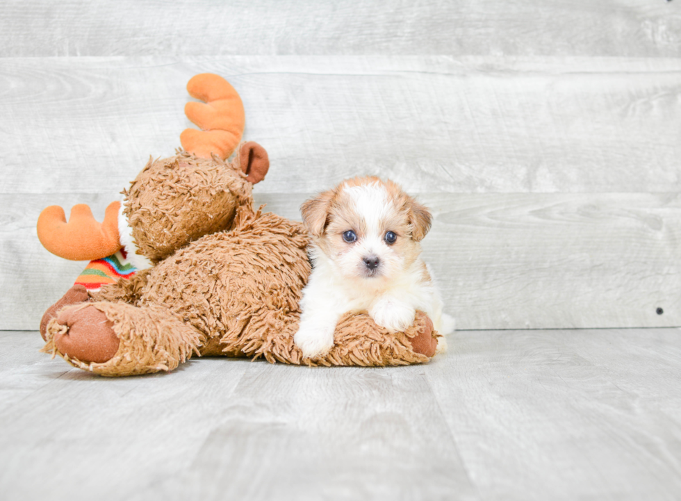 Morkie Pup Being Cute