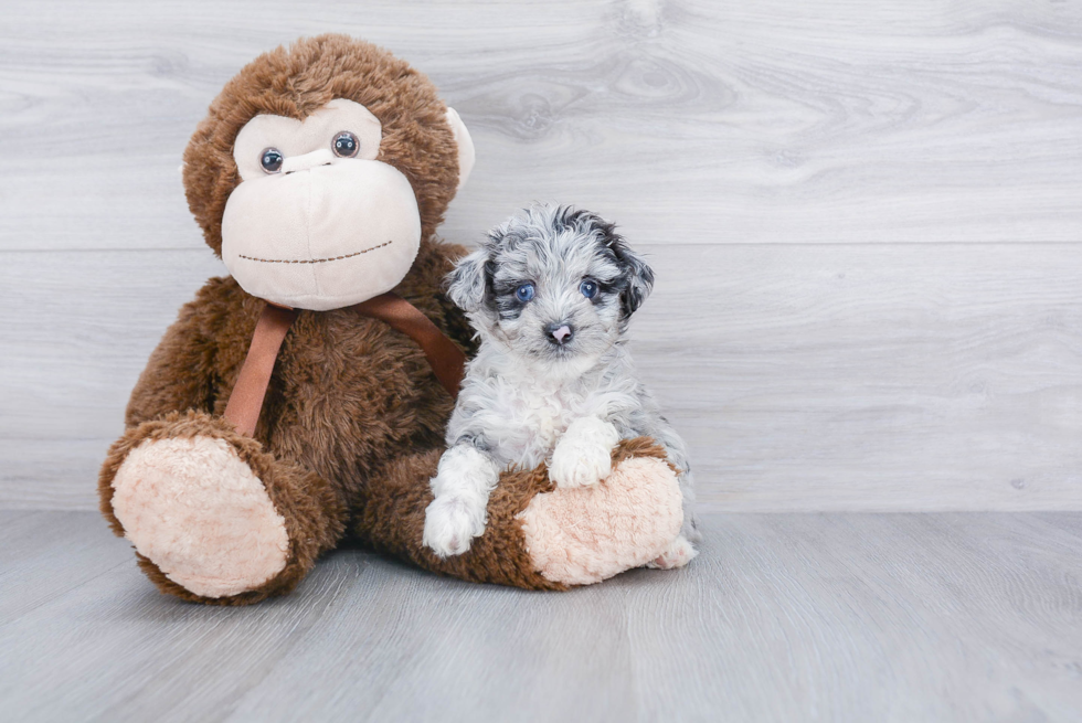 Adorable Aussiepoo Poodle Mix Puppy