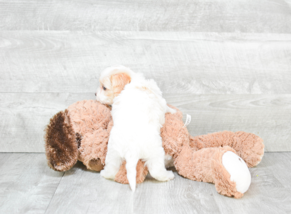 Cavachon Pup Being Cute