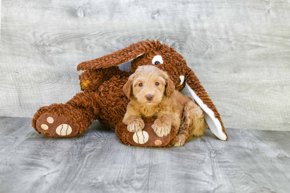 Mini Goldendoodle Puppy for Adoption