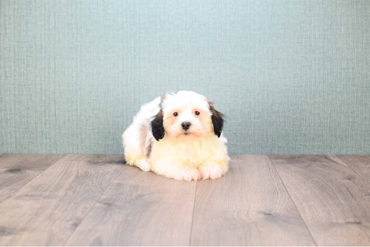 Best Havanese Baby