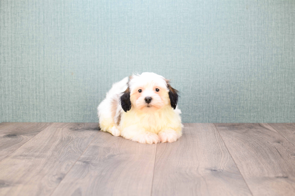 Best Havanese Baby