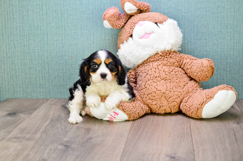 Best Cavalier King Charles Spaniel Baby