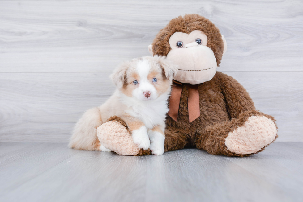 Best Mini Aussiedoodle Baby