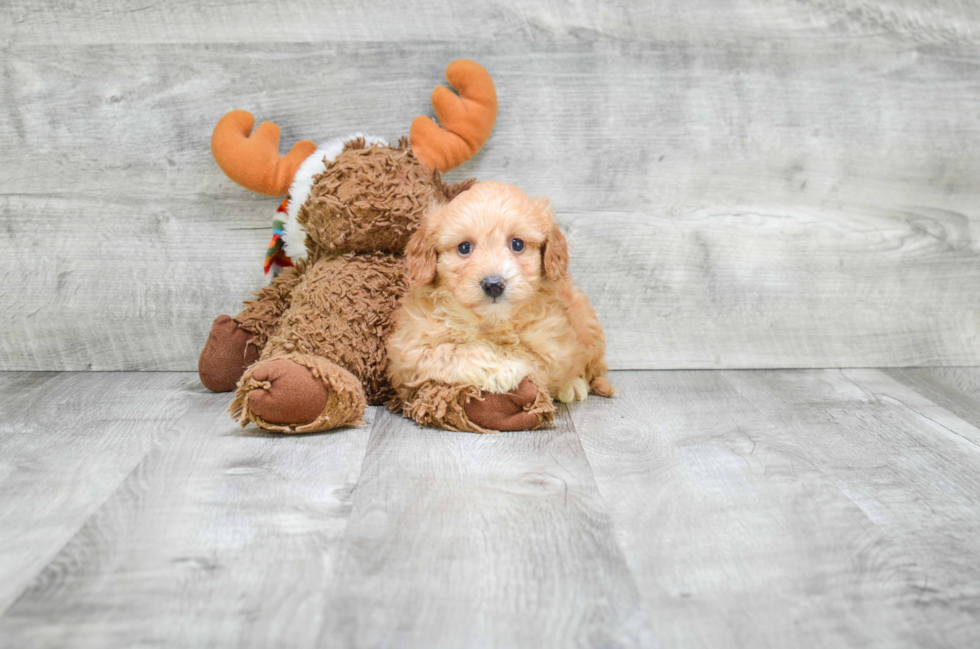 Cavapoo Puppy for Adoption