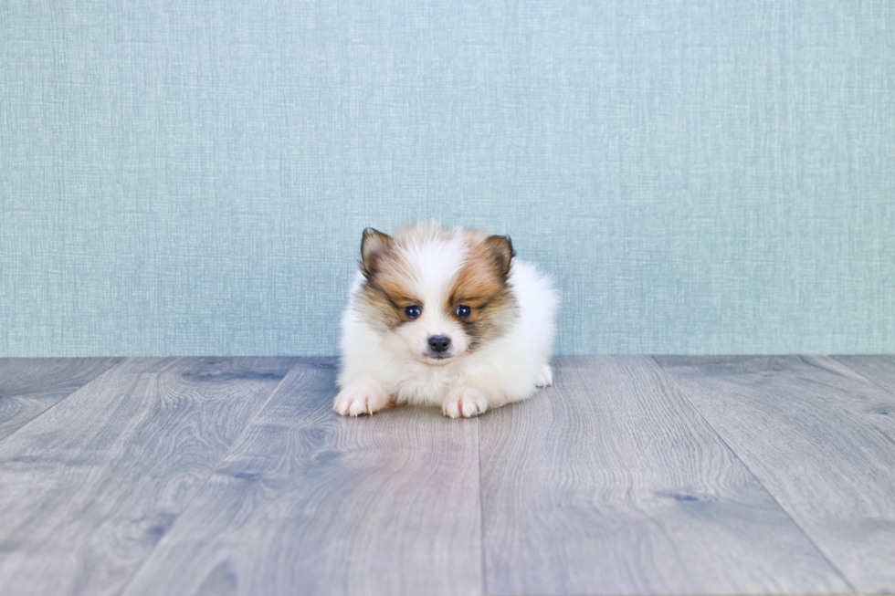 Sweet Pomeranian Purebred Puppy