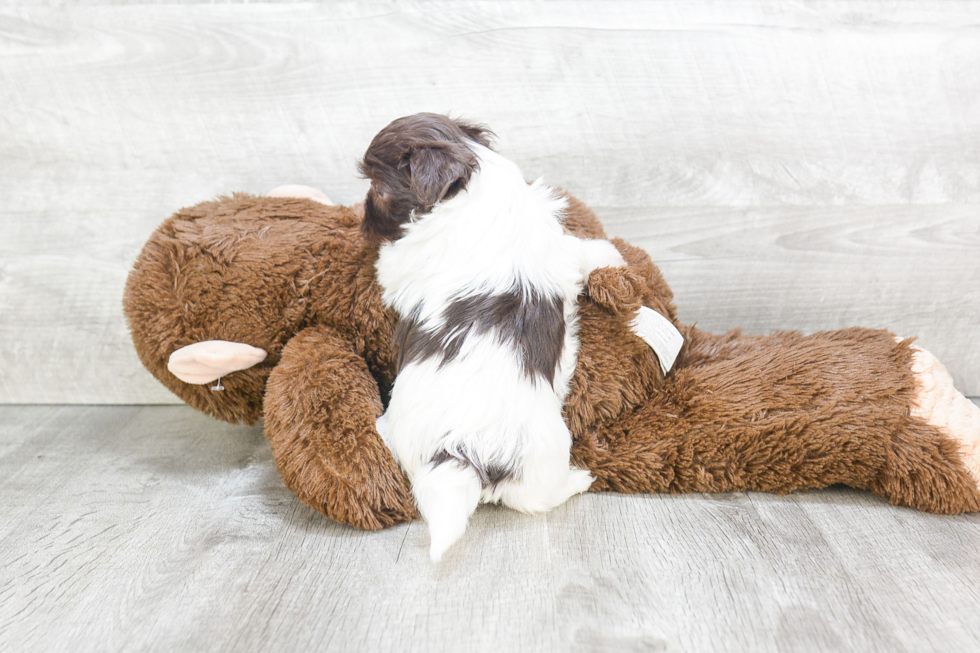 Havanese Puppy for Adoption