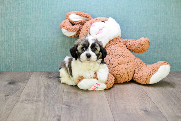 Teddy Bear Puppy for Adoption