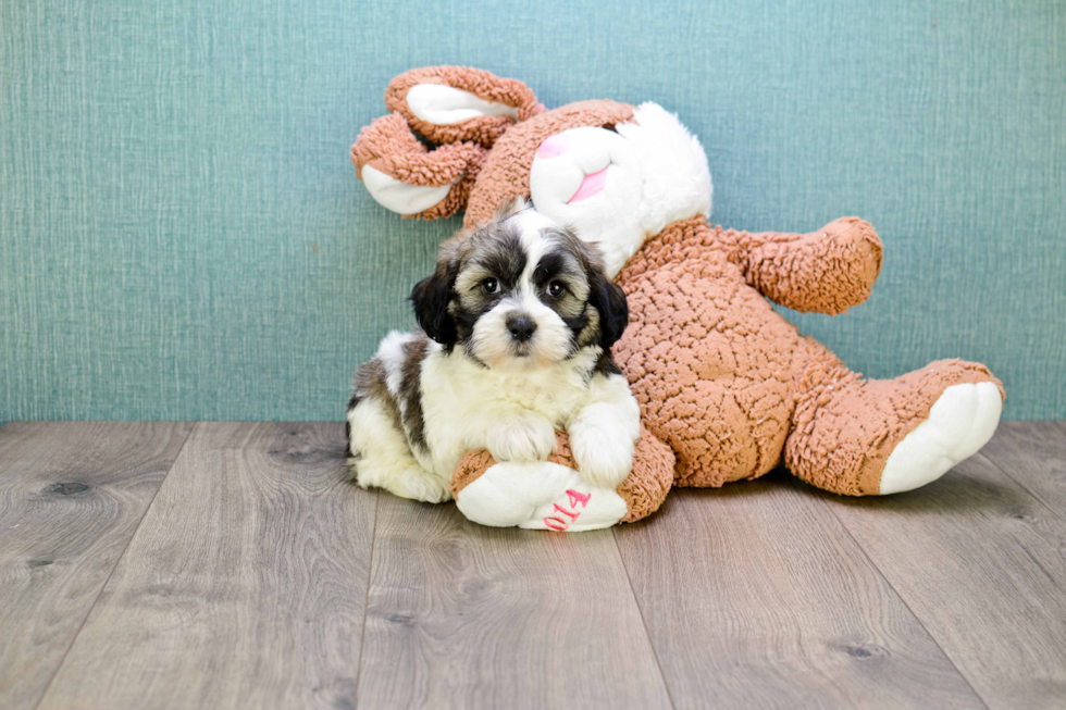 Teddy Bear Puppy for Adoption