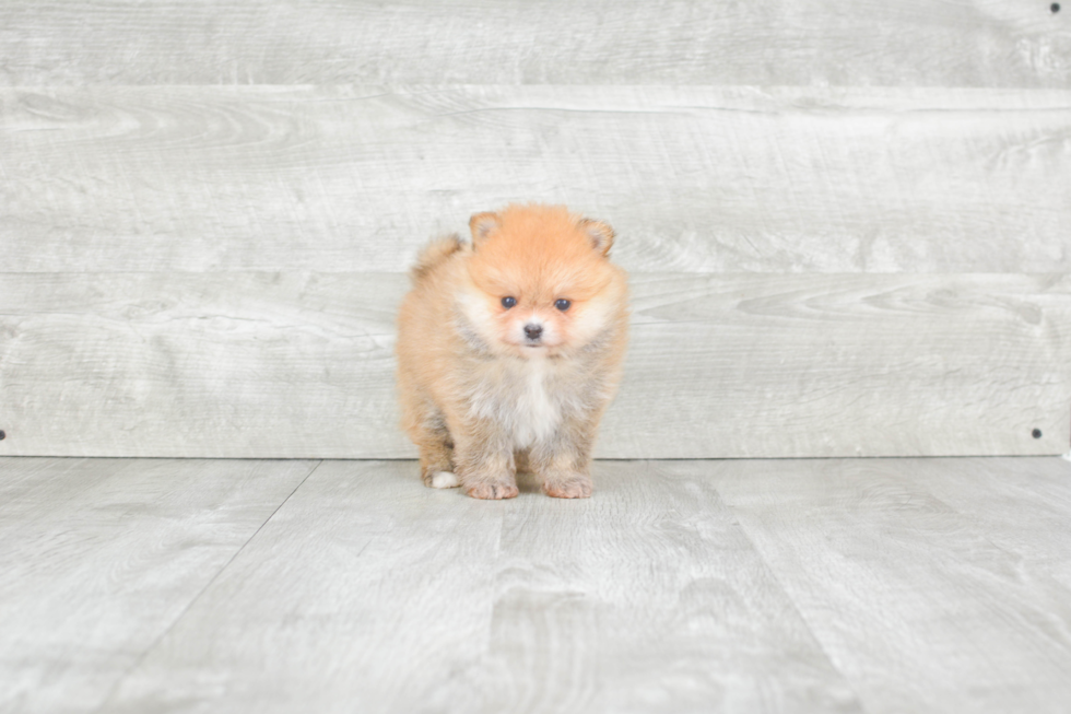 Pomeranian Pup Being Cute