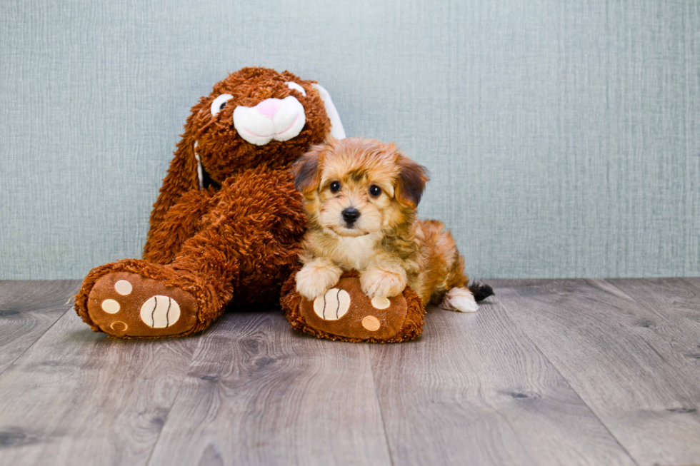Best Morkie Baby
