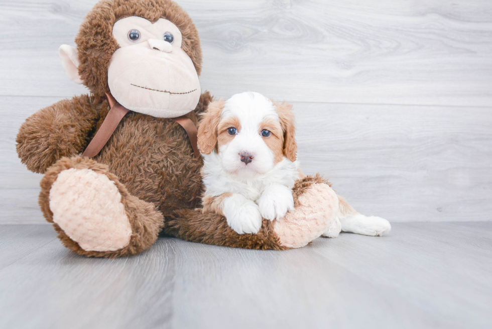 Petite Mini Bernedoodle Poodle Mix Pup