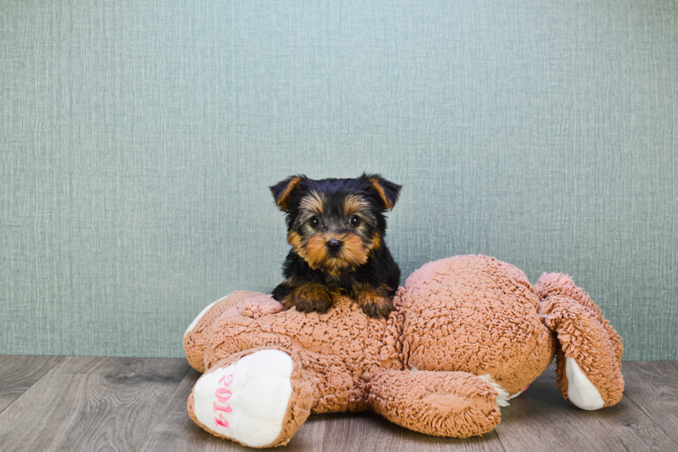 Meet Timmy - our Yorkshire Terrier Puppy Photo 