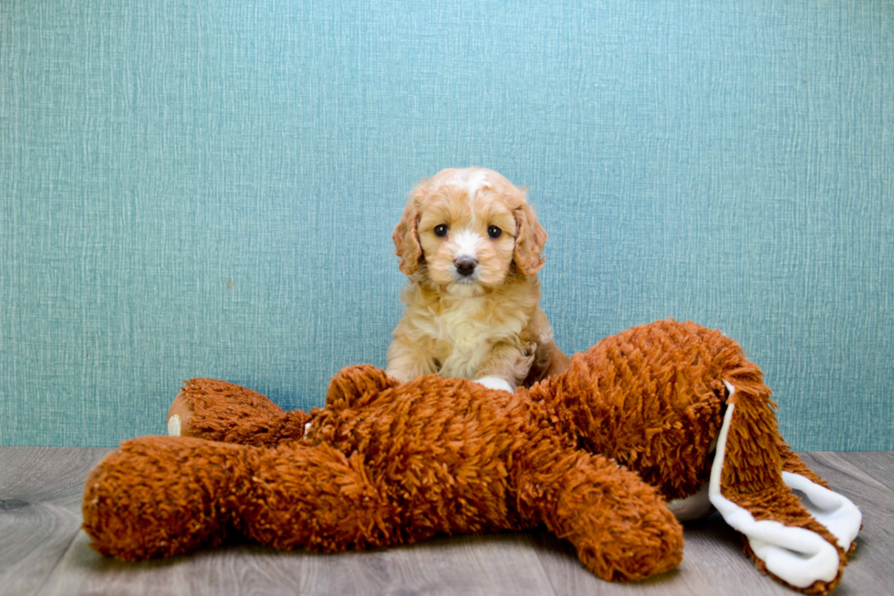 Funny Cavapoo Poodle Mix Pup