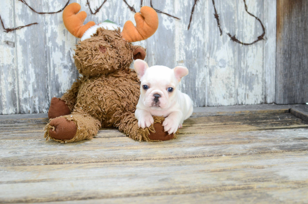 Akc Registered French Bulldog Purebred Pup