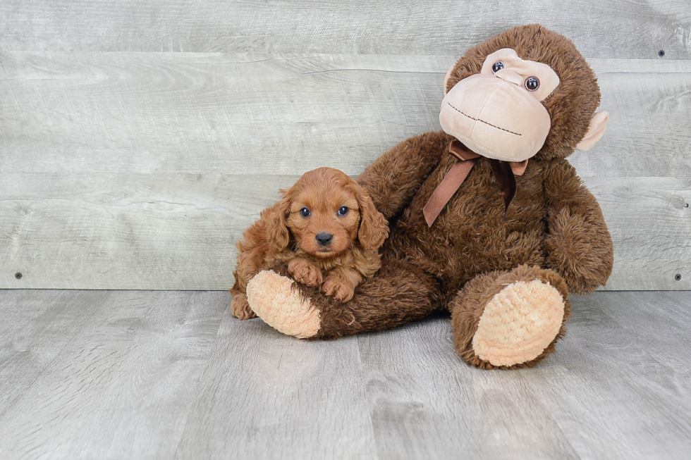 Cavapoo Puppy for Adoption