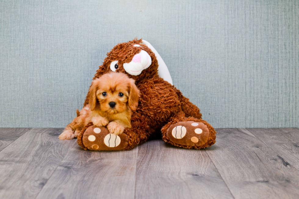 Cavapoo Puppy for Adoption