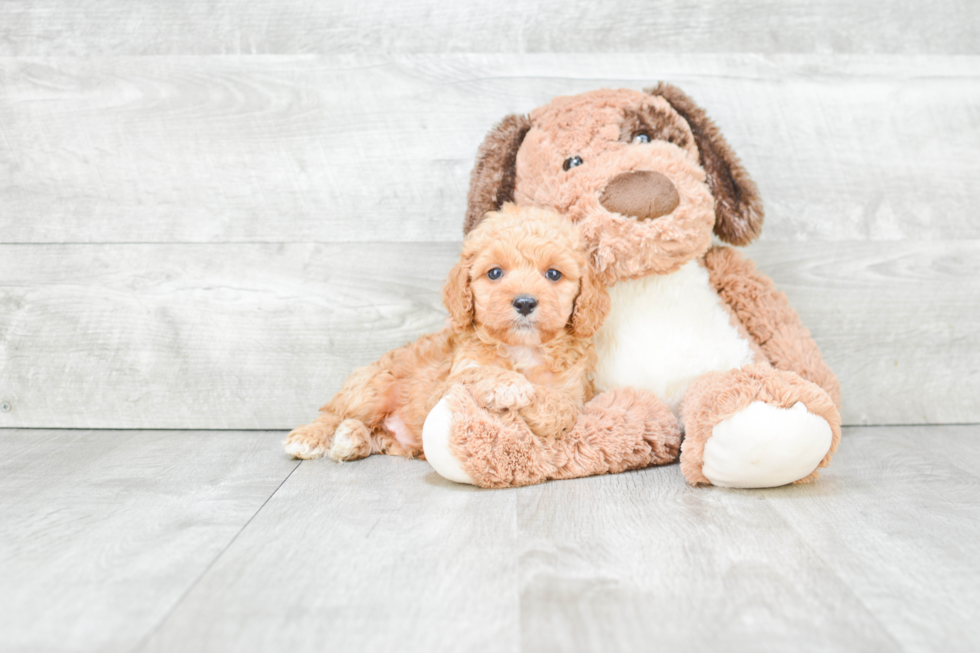 Smart Cockapoo Poodle Mix Pup