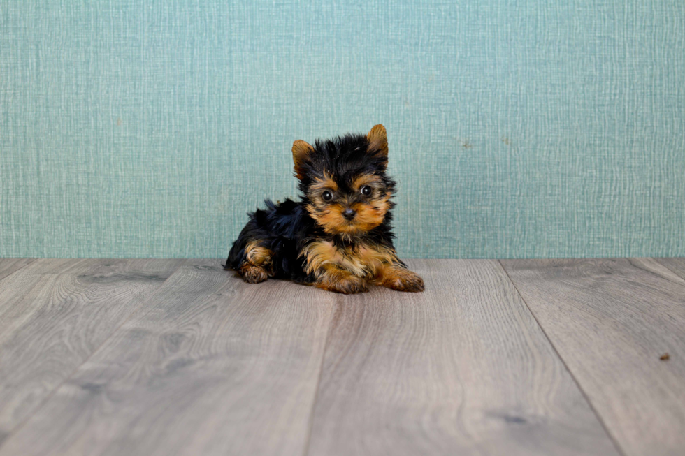 Meet Giselle - our Yorkshire Terrier Puppy Photo 