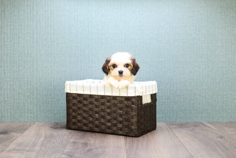 Meet Shannon - our Cavachon Puppy Photo 