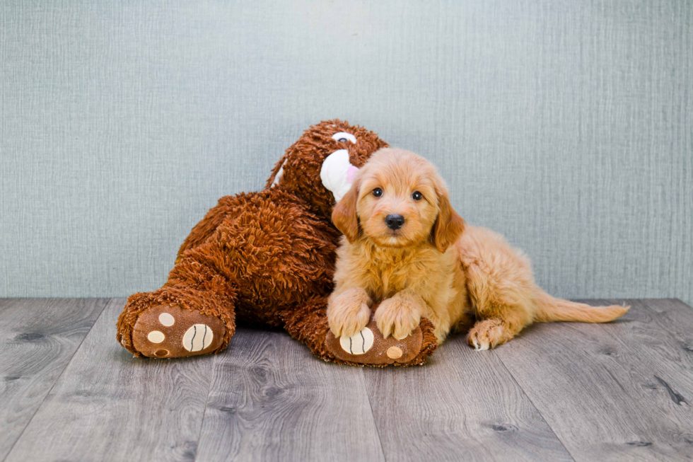 Mini Goldendoodle Puppy for Adoption