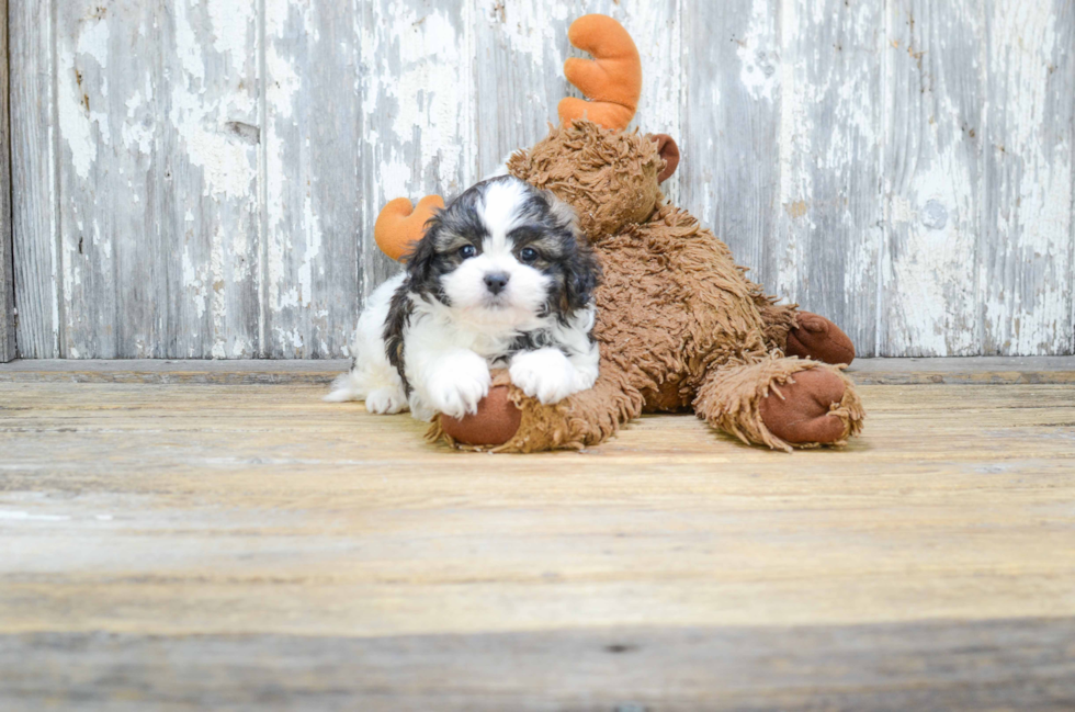 Teddy Bear Puppy for Adoption