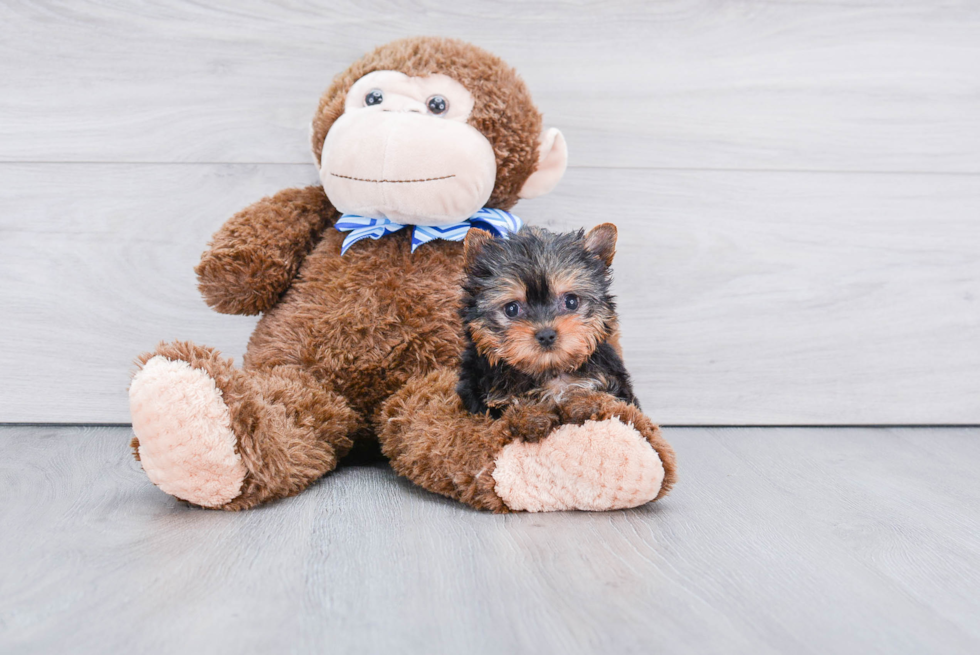 Meet Ronaldo - our Yorkshire Terrier Puppy Photo 