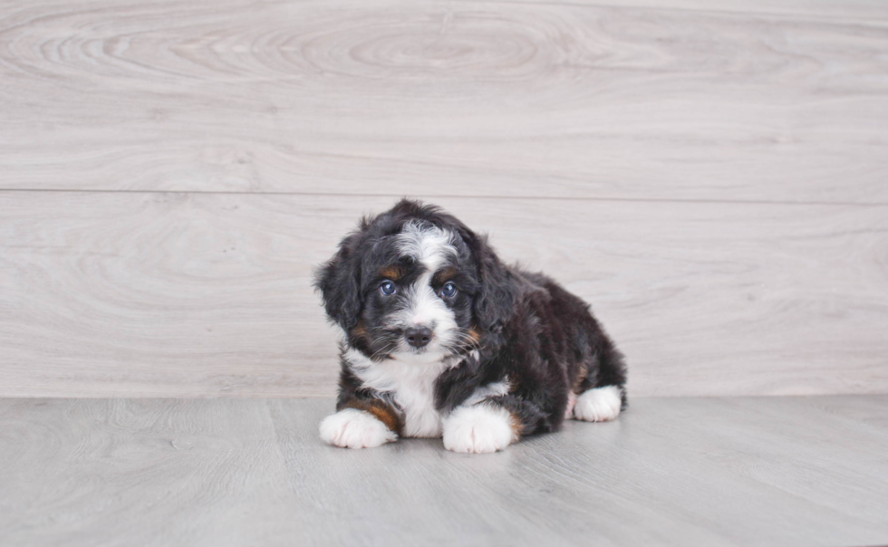 Fluffy Mini Aussiedoodle Poodle Mix Pup