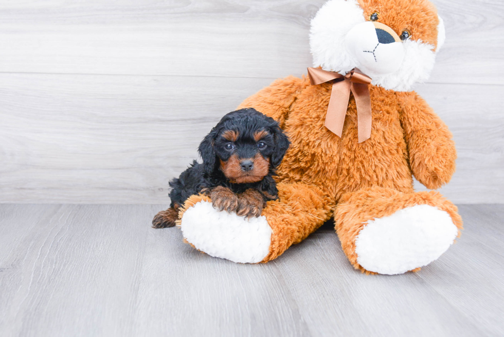 Cavapoo Puppy for Adoption