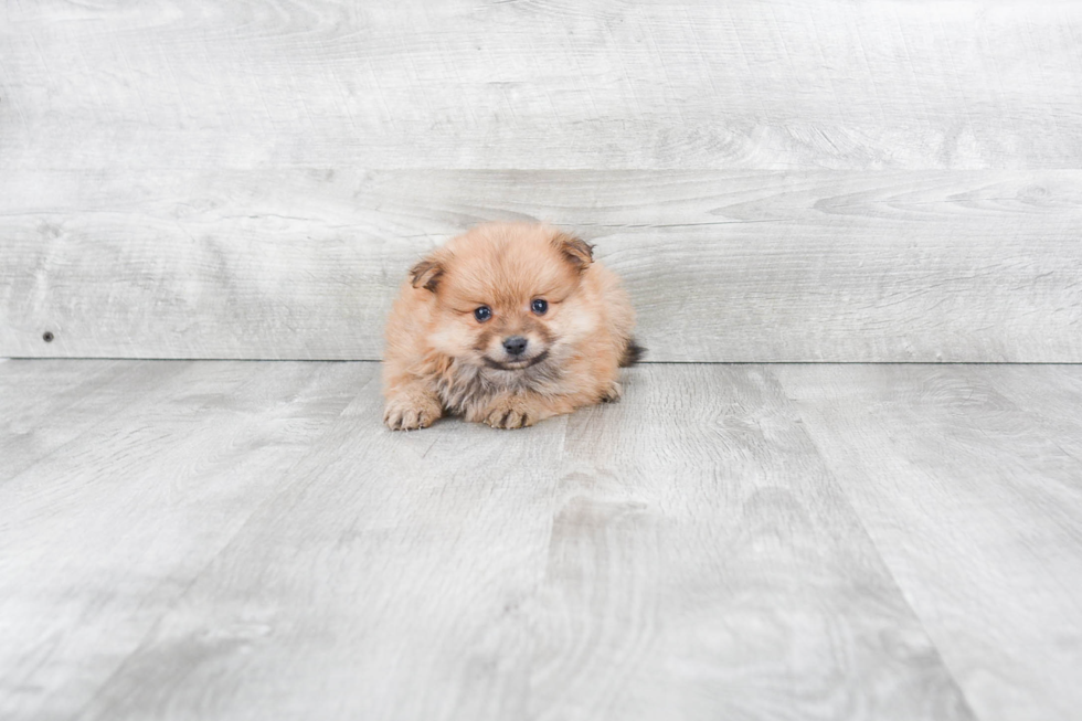 Playful Pomeranian Purebred Pup