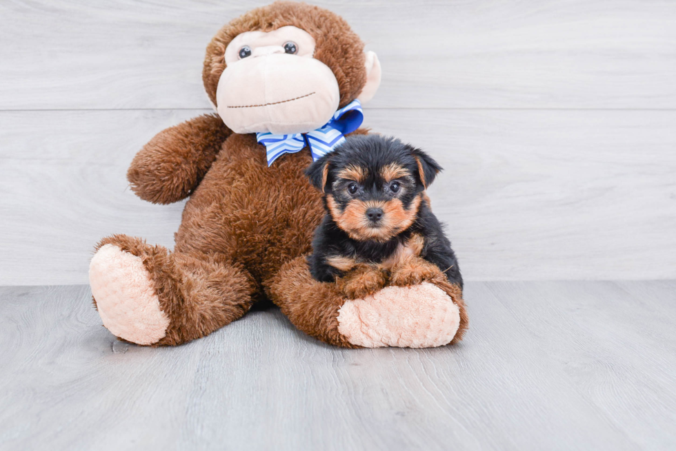 Meet Bella - our Yorkshire Terrier Puppy Photo 