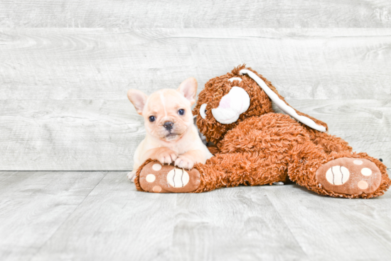 French Bulldog Pup Being Cute