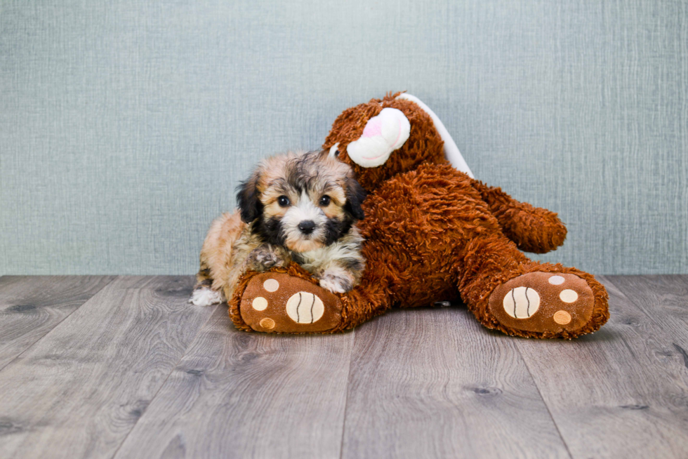 Morkie Pup Being Cute