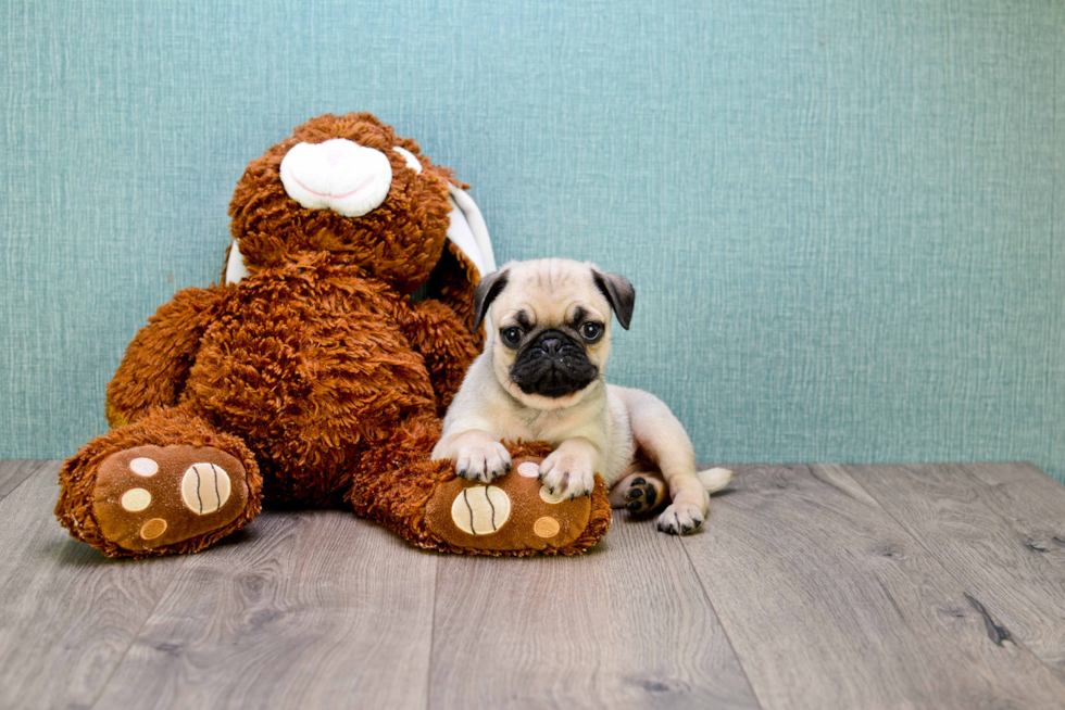 Pug Pup Being Cute