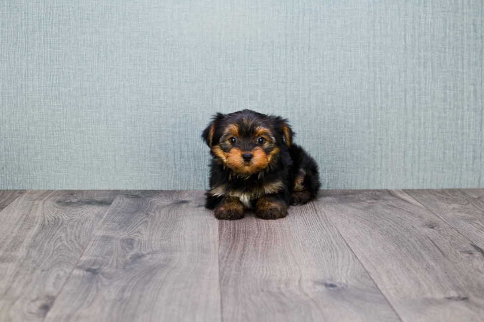 Meet Izzie - our Yorkshire Terrier Puppy Photo 