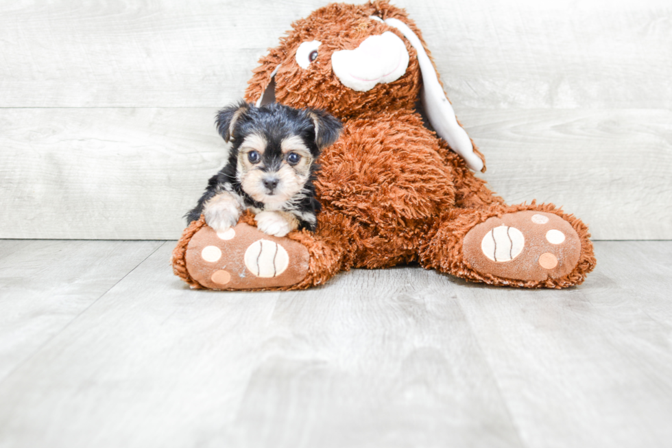 Friendly Morkie Baby