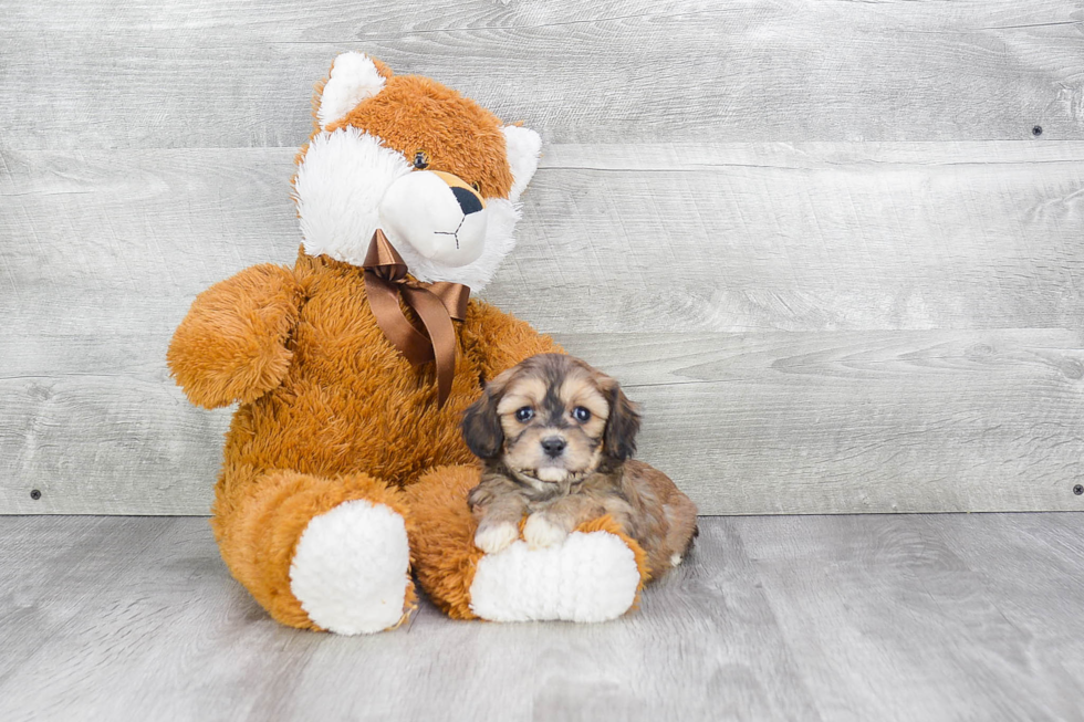 Sweet Cavachon Baby