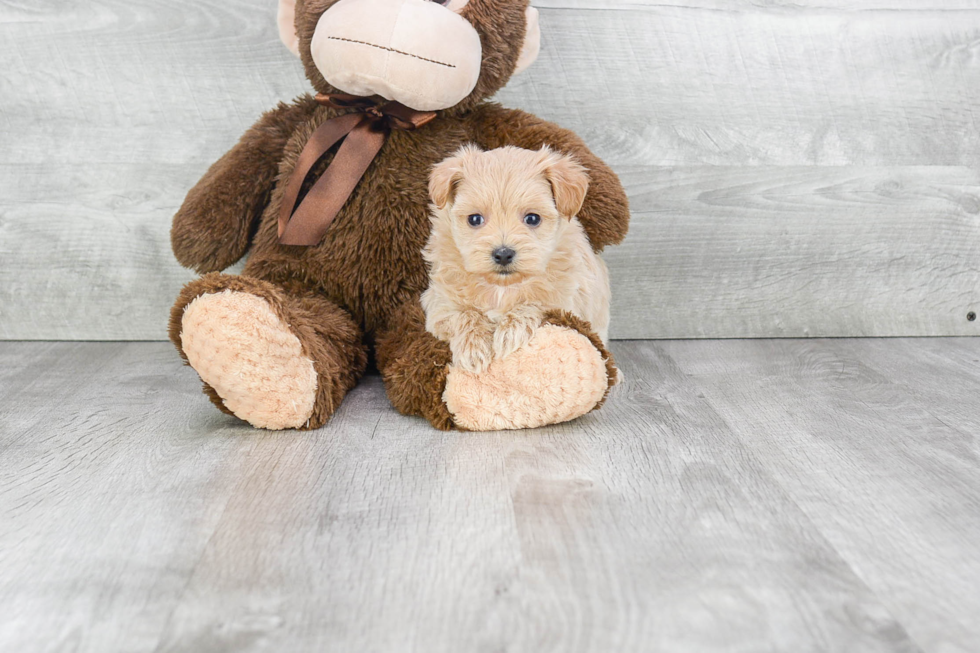 Best Maltipoo Baby