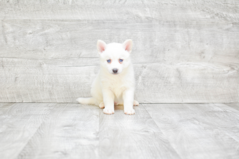 Smart Pomsky Designer Pup