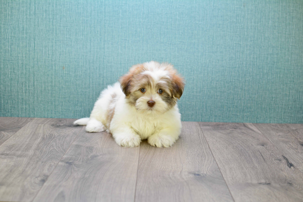 Hypoallergenic Shichon Designer Puppy