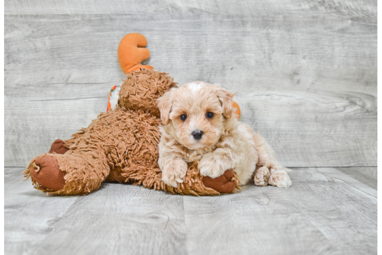 Popular Maltipoo Poodle Mix Pup