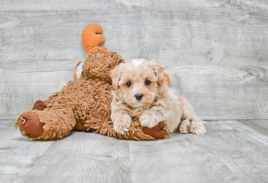 Popular Maltipoo Poodle Mix Pup