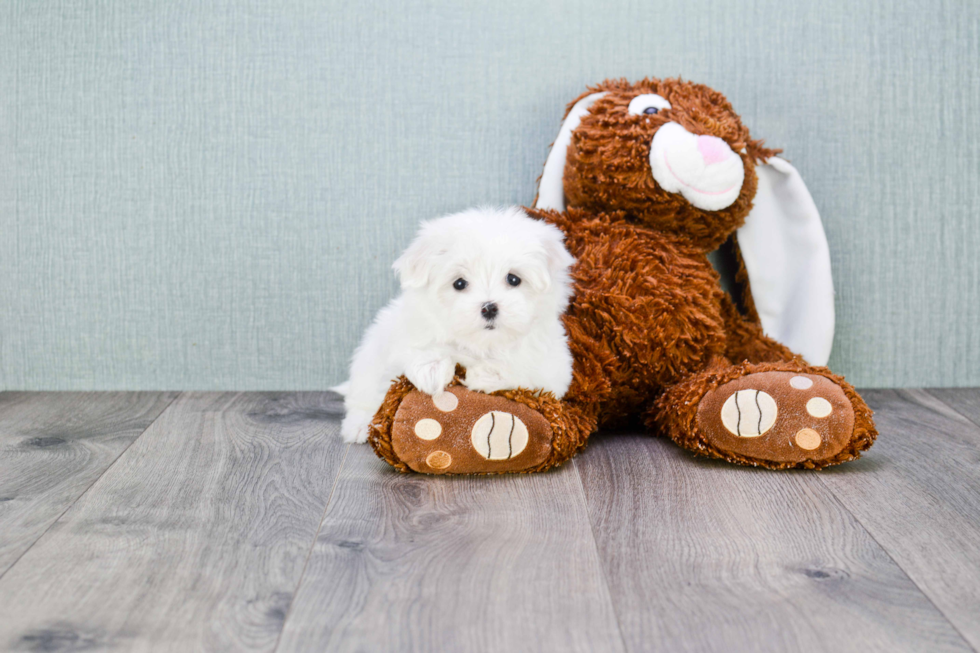 Hypoallergenic Maltese Purebred Pup