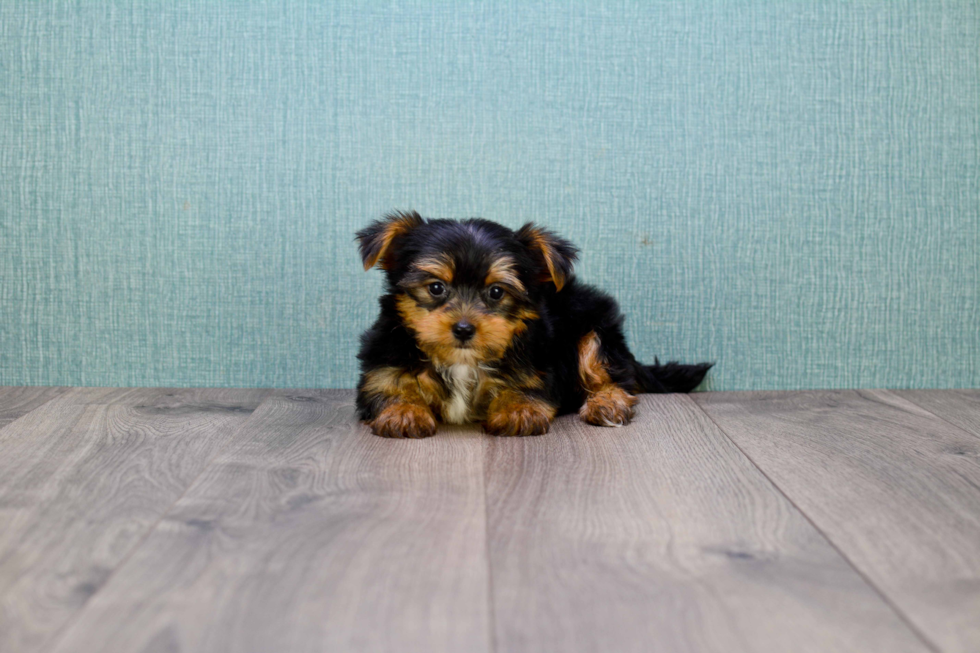 Meet Timmy - our Yorkshire Terrier Puppy Photo 