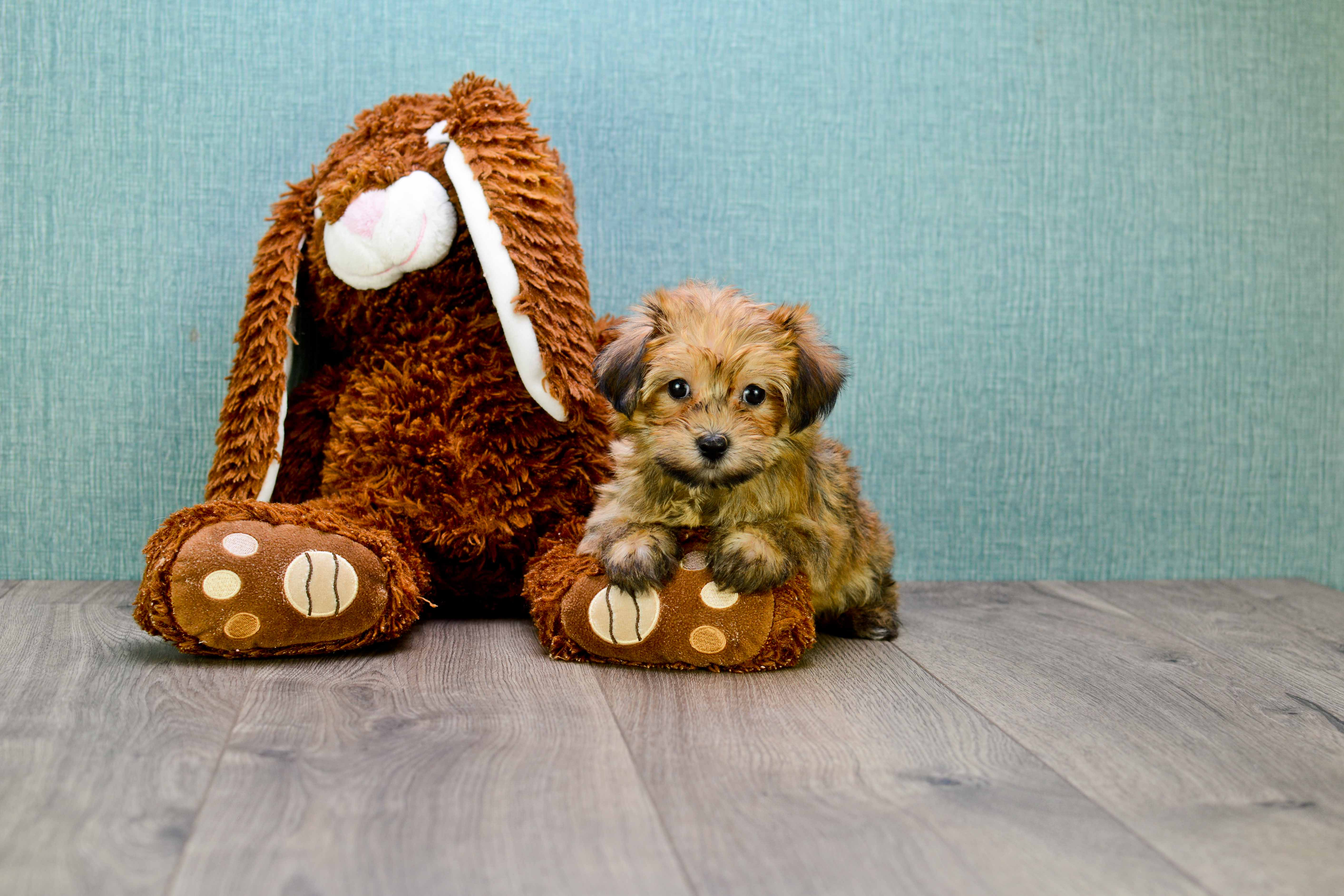 Small Morkie Baby