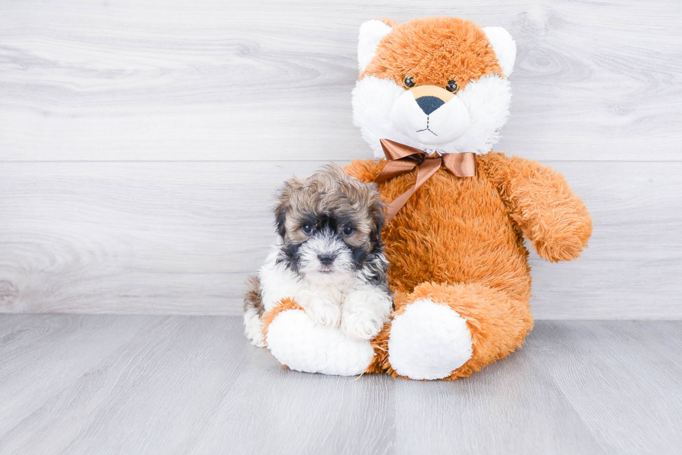 Playful Havanese Baby