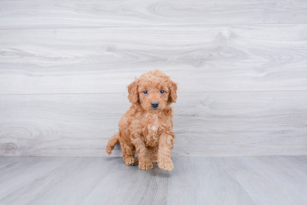 Popular Mini Goldendoodle Poodle Mix Pup